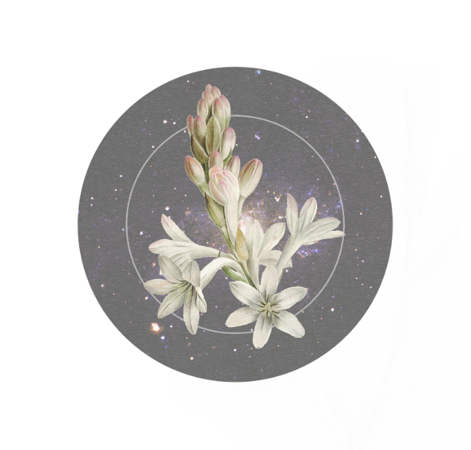 Tuberose